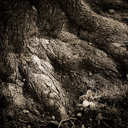 South Side Tree