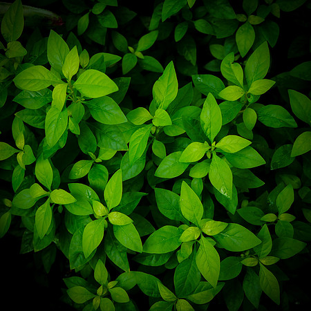 Plantation greenery