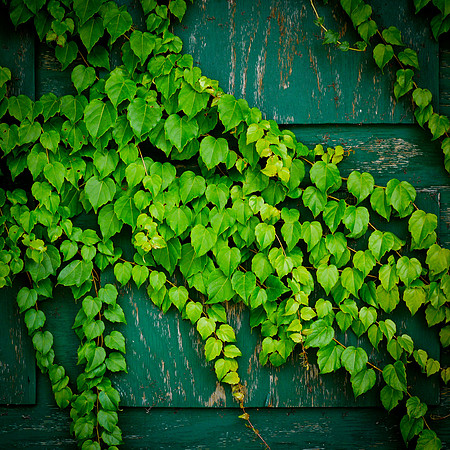 Ivy